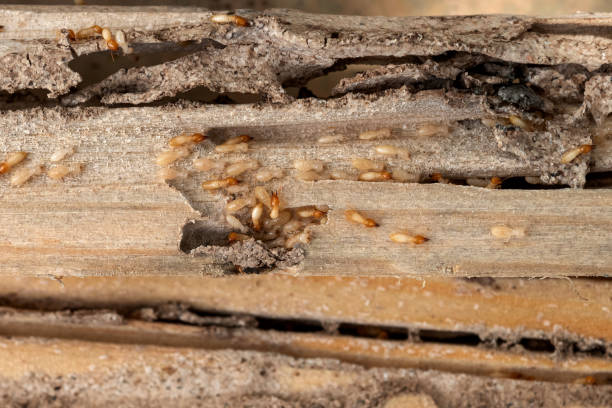 Best Affordable Pest Control Services  in Chouteau, OK